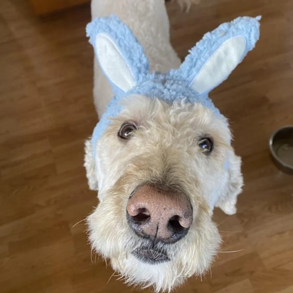 NWT Youly Dog Cat Bunny Rabbit Hat Costume